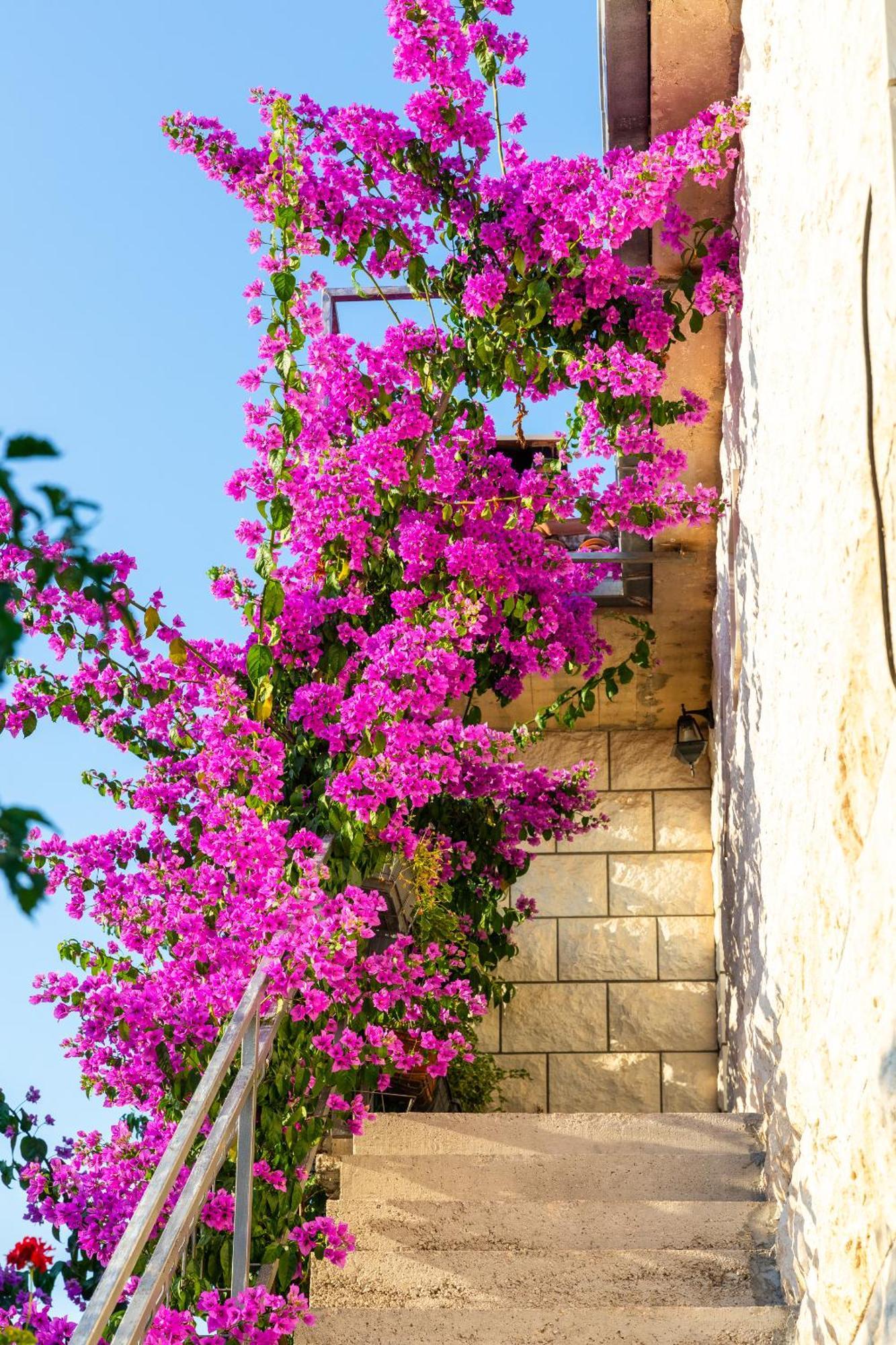 Apartments Martic Supetar Dış mekan fotoğraf
